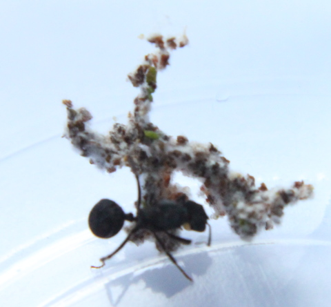 Colecci�n de hongos