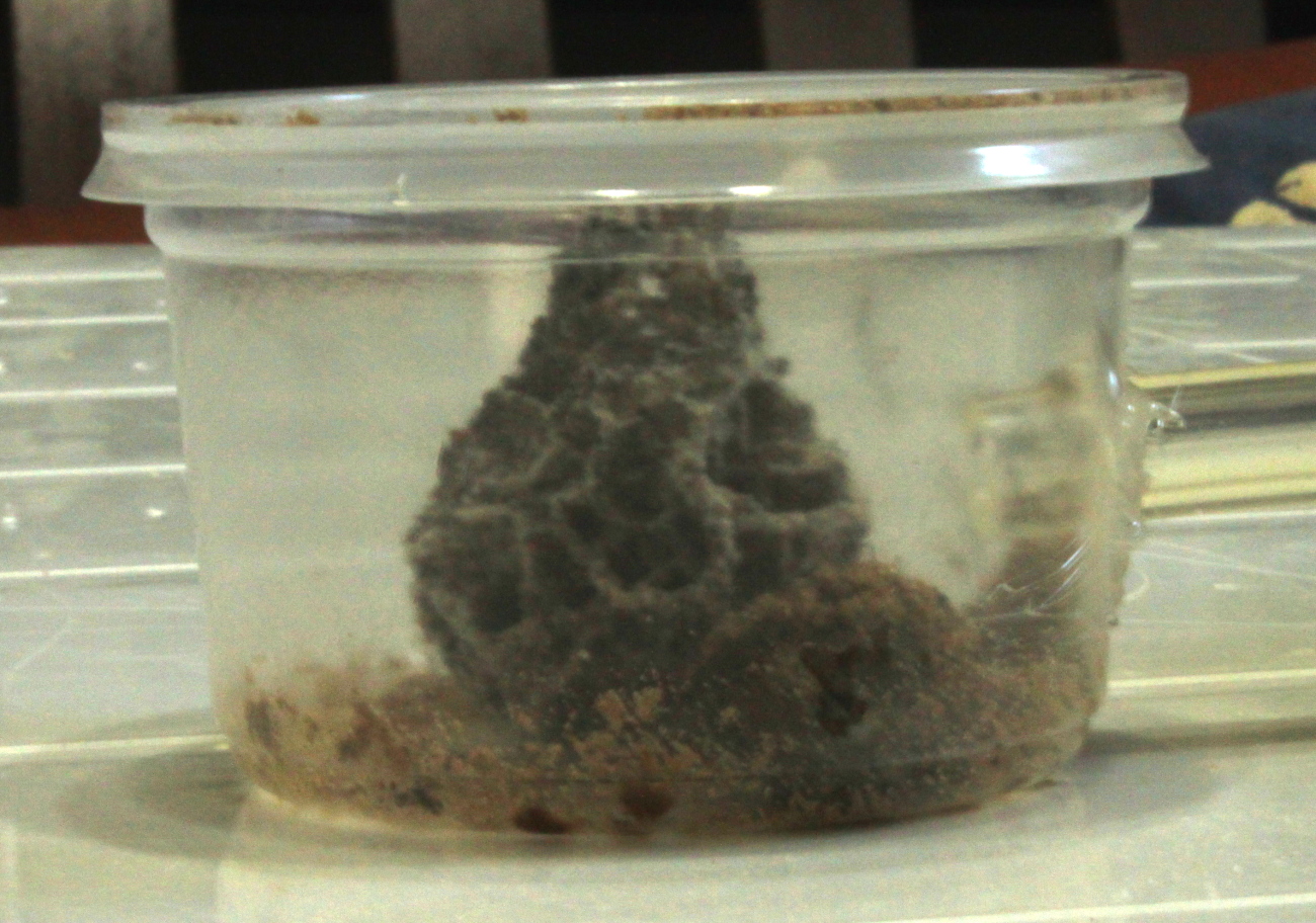Acromyrmex con nuevo sector de forrajeo.