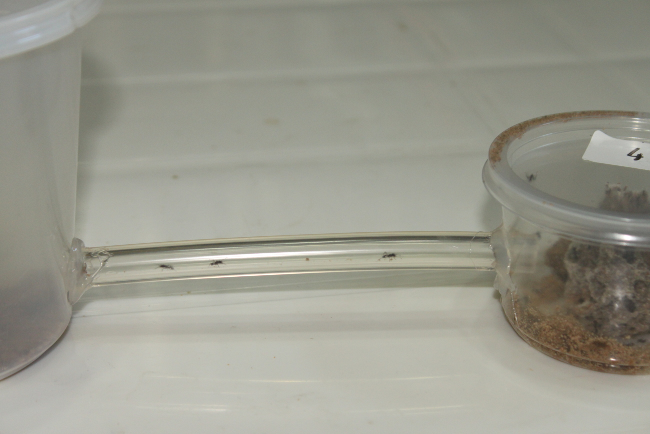 Acromyrmex con nuevo sector de forrajeo.