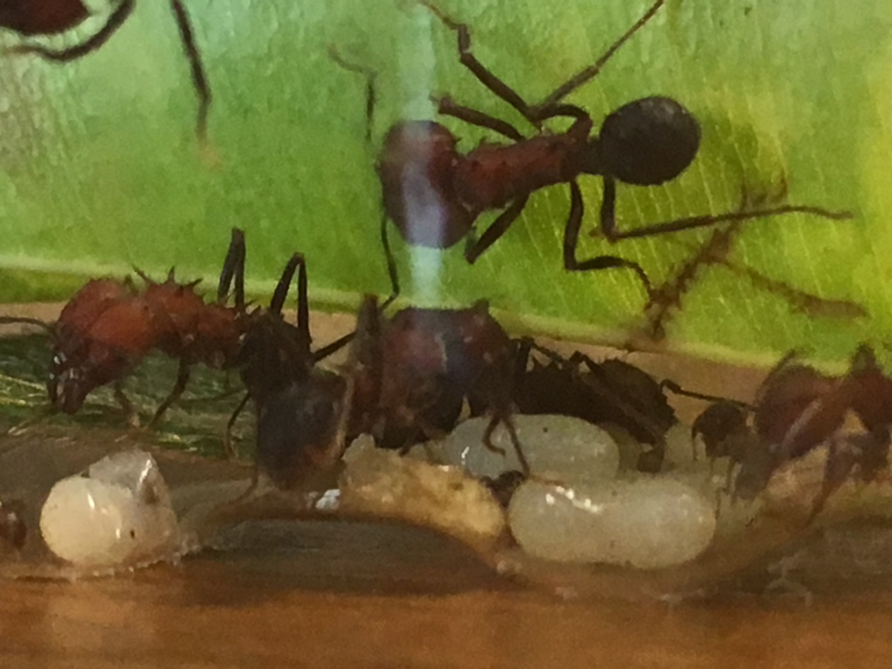 Acromyrmex silvestrii