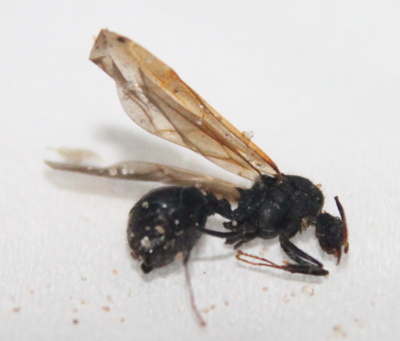 Macho acromyrmex