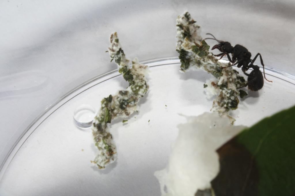 reinas Acromyrmex