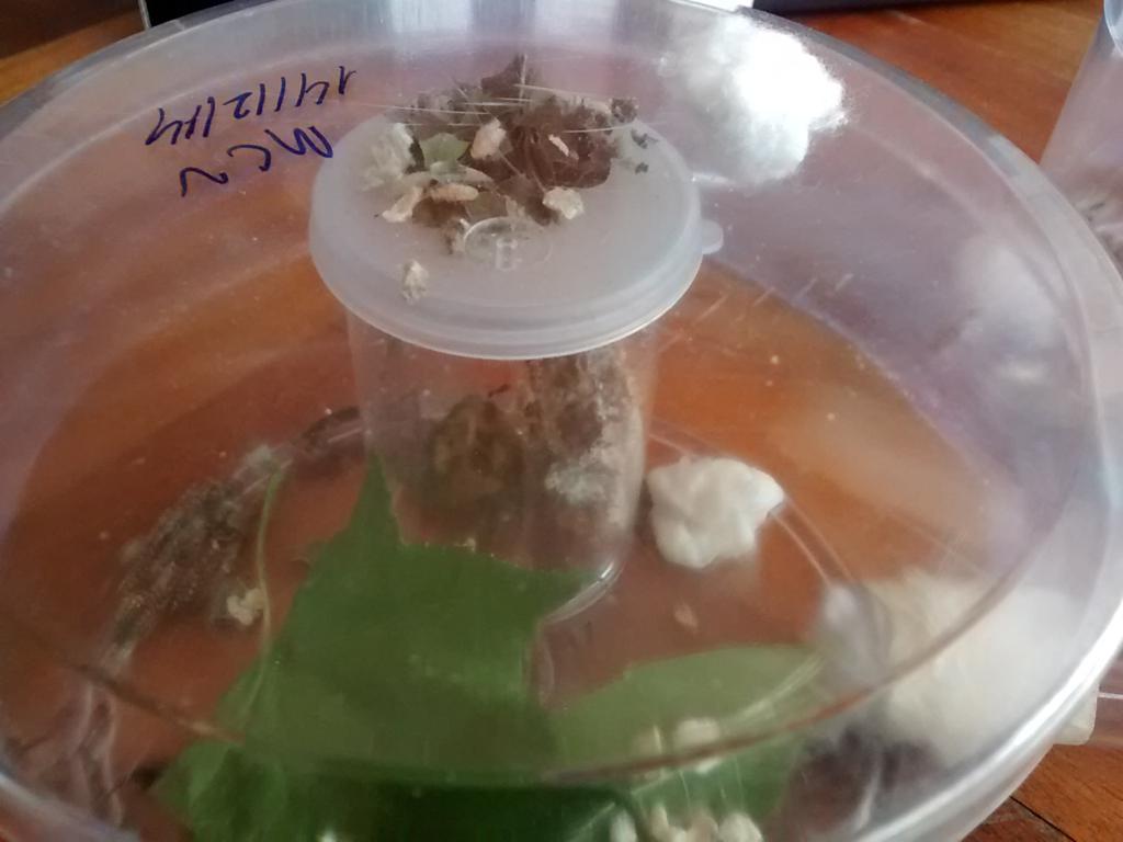 minicolonia Acromyrmex