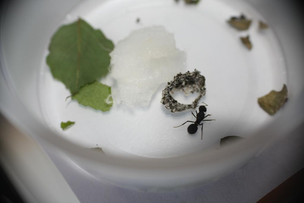 reinas Acromyrmex
