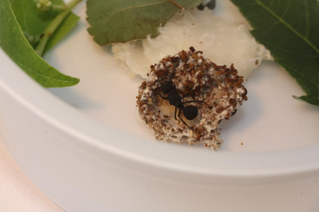 reinas Acromyrmex