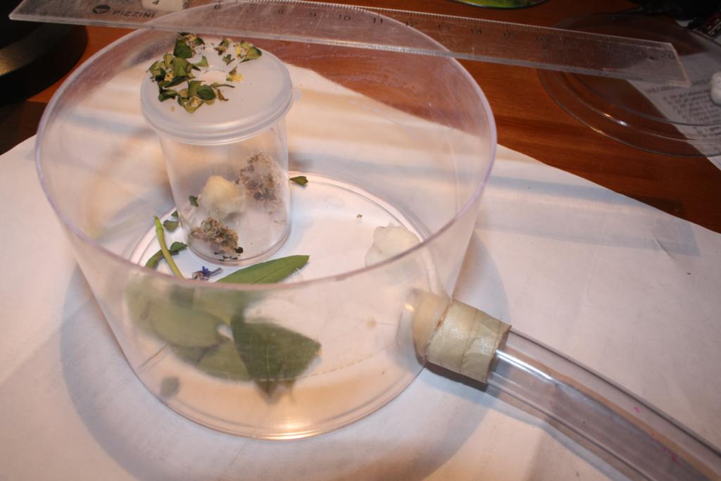 minicolonia Acromyrmex