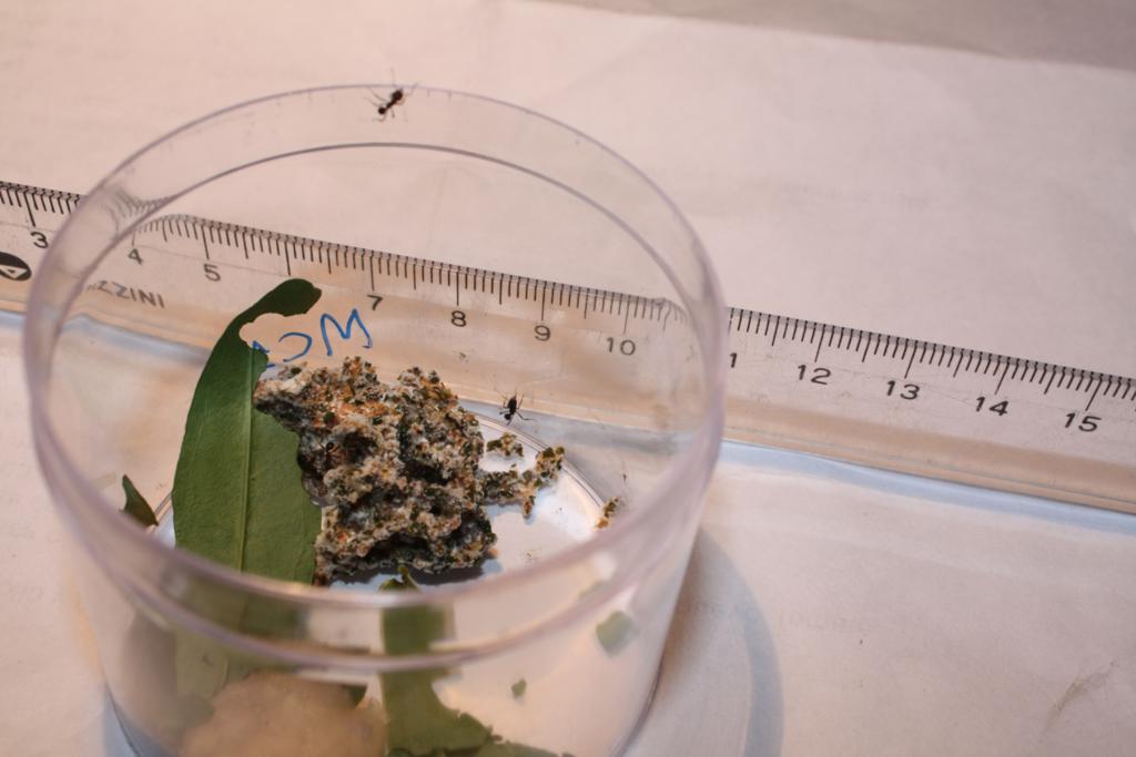 minicolonia Acromyrmex