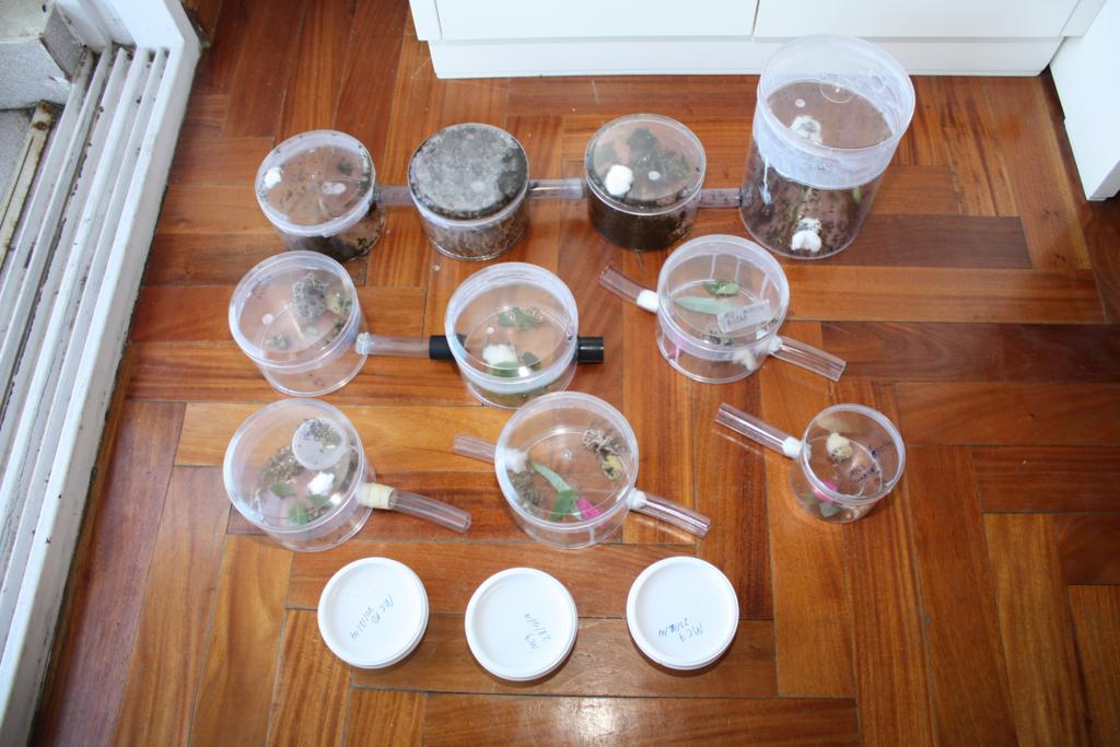 Todas las colonias Acromyrmex