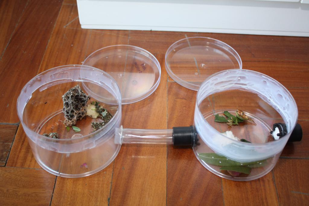 colonia Acromyrmex