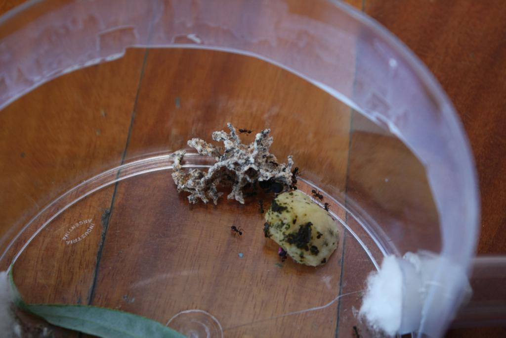 colonia Acromyrmex