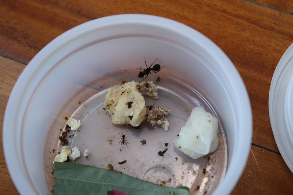 colonia Acromyrmex