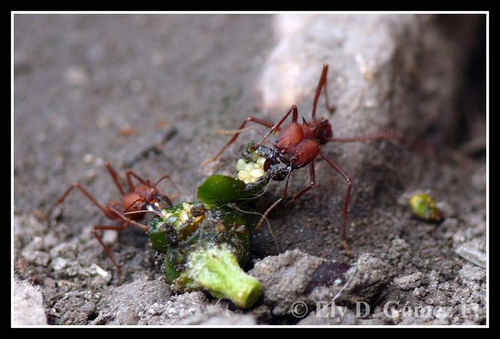 Atta s. Recolectoras