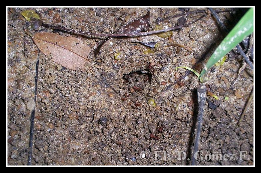 Atta s. Obreras peque�as trabajando 2