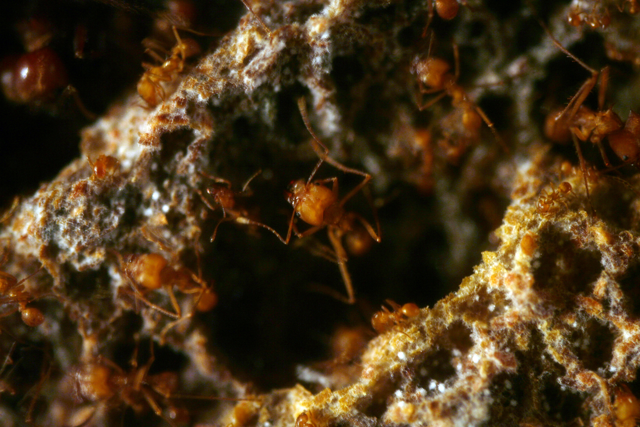 Atta Cephalotes Caixa Forum
