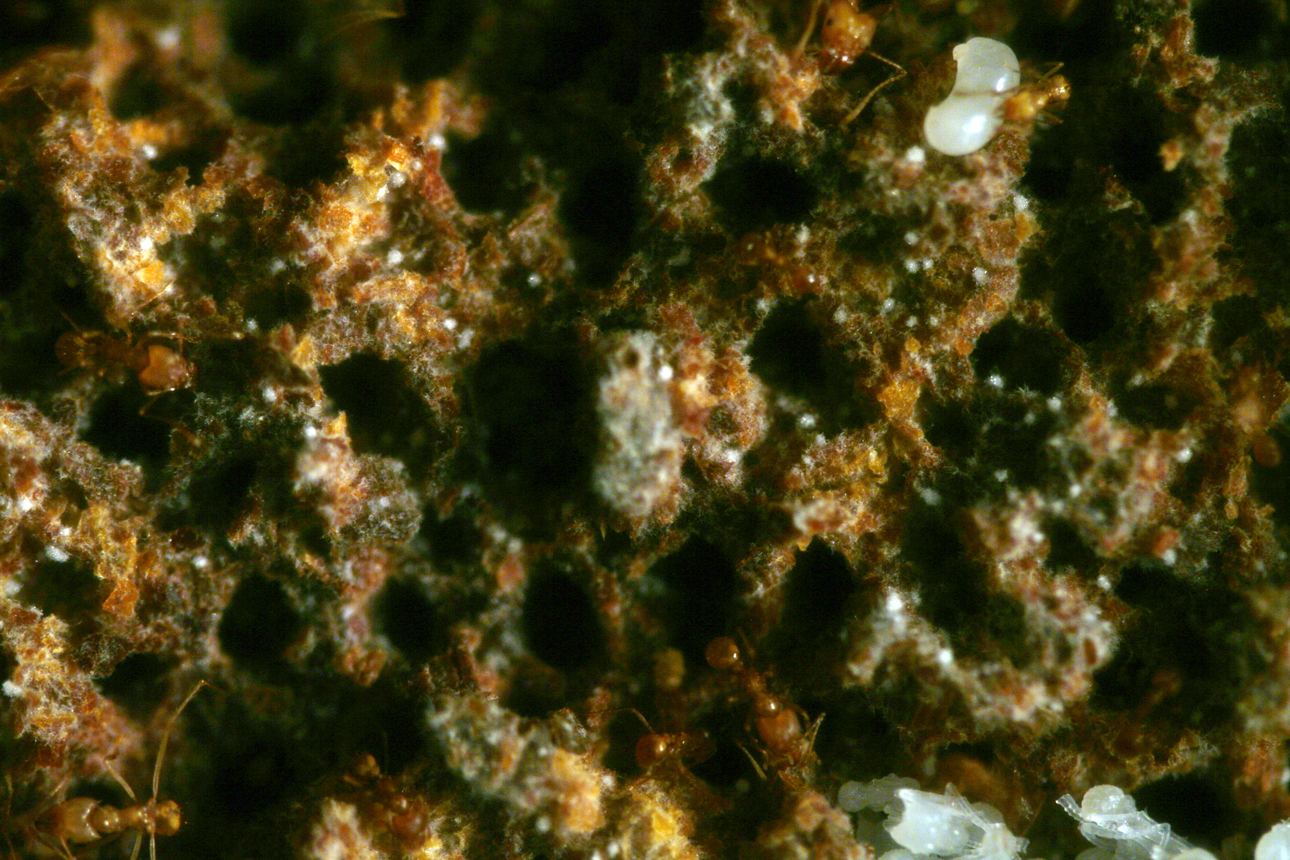 Atta Cephalotes Caixa Forum