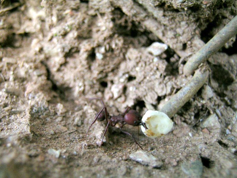 Atta   recolectando  frutos  de un  arbol de jabillo