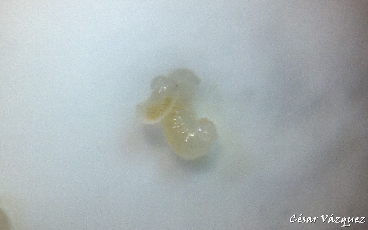 Larvas de atta mexicana