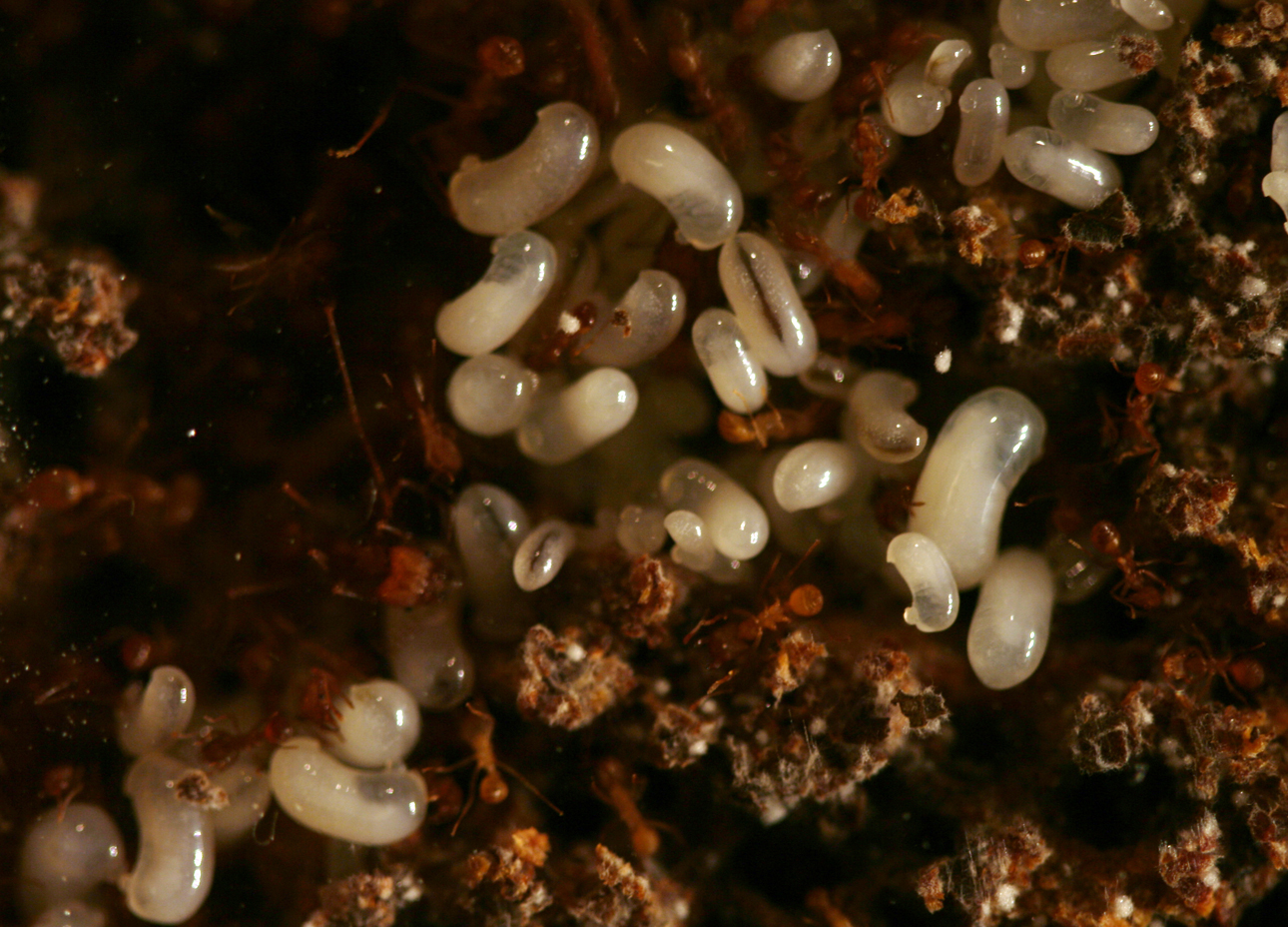 Atta Cephalotes Caixa Forum