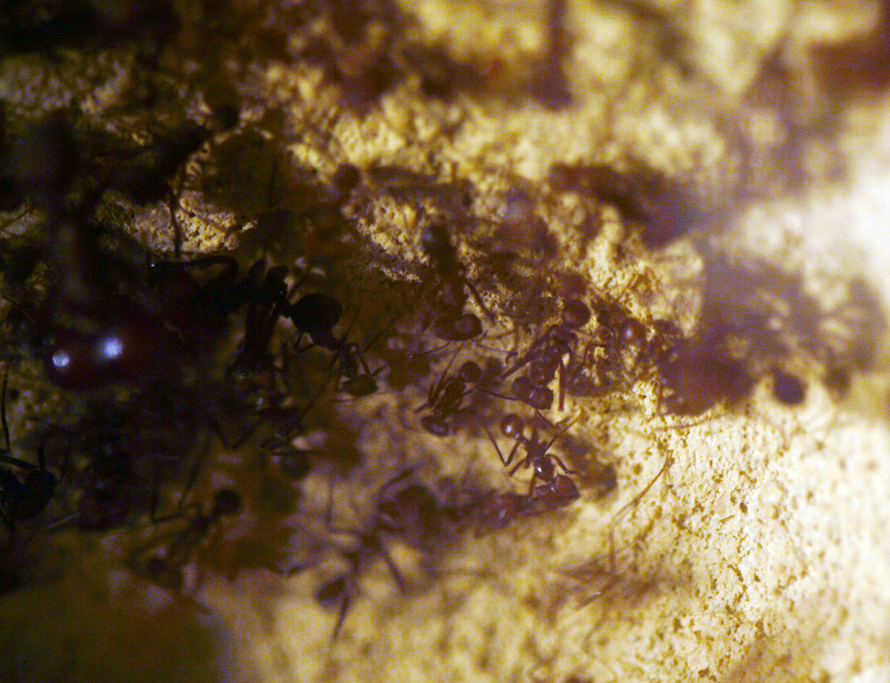 Atta Cephalotes Caixa Forum