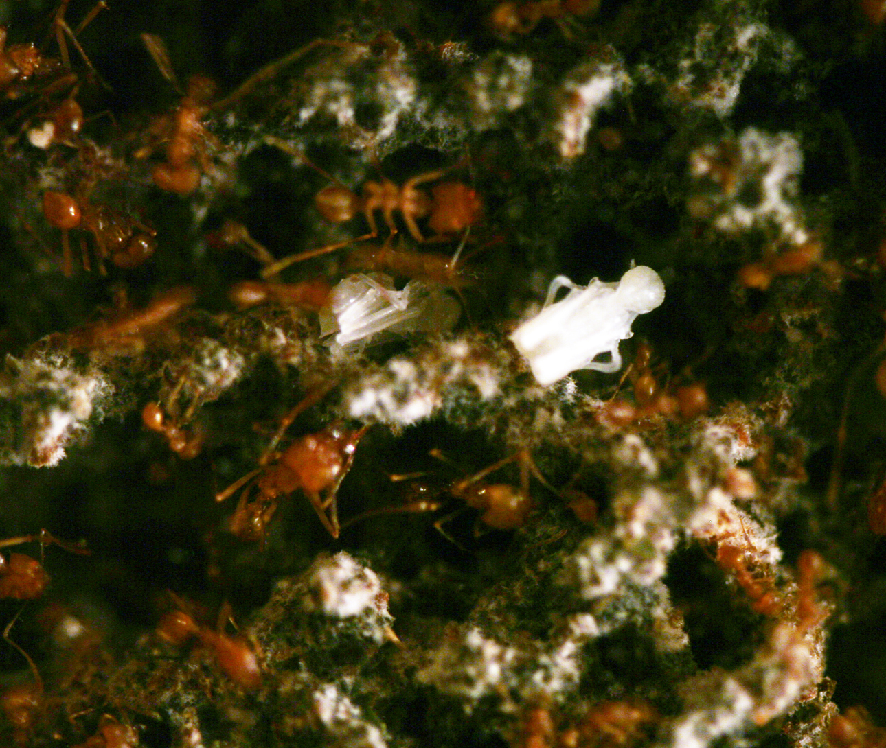 Atta Cephalotes Caixa Forum