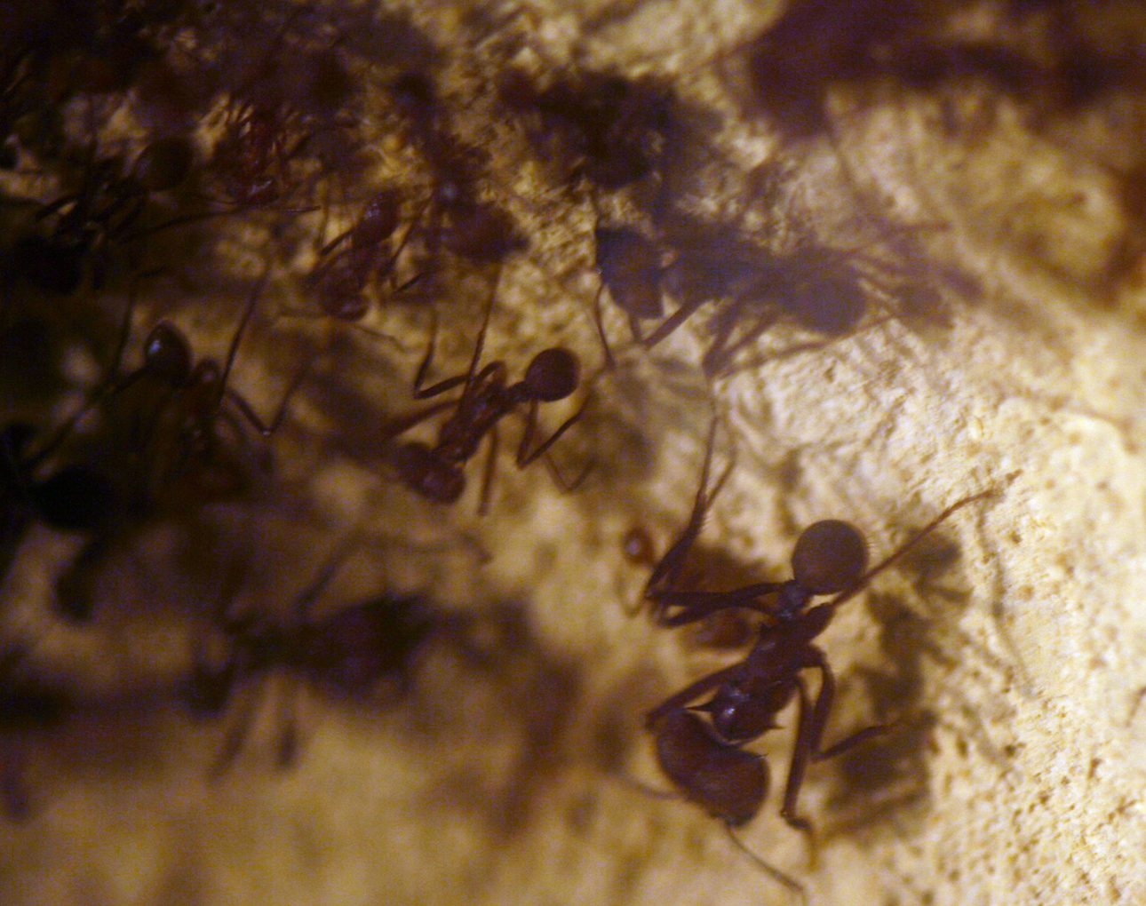 Atta Cephalotes Caixa Forum