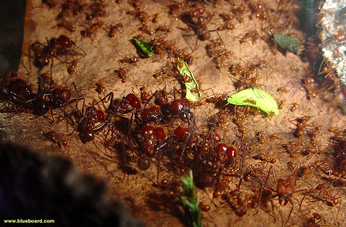 Soldados de Atta cephalotes