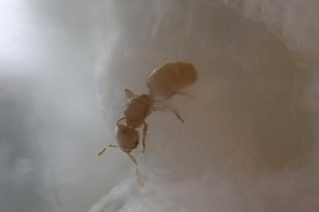 reina Wasmannia sp.