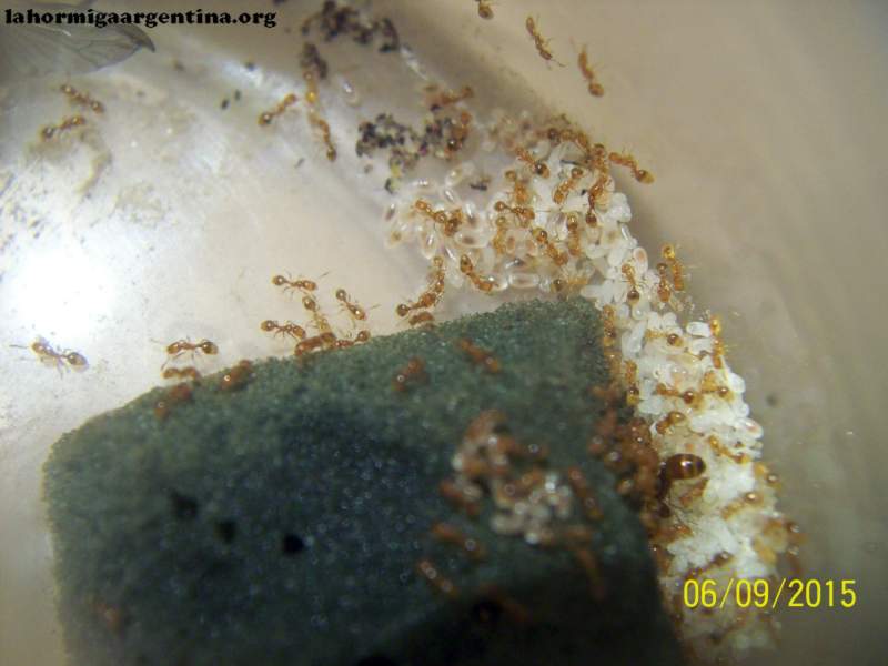 Wasmannia auropunctata_2 (9 Junio 2015)