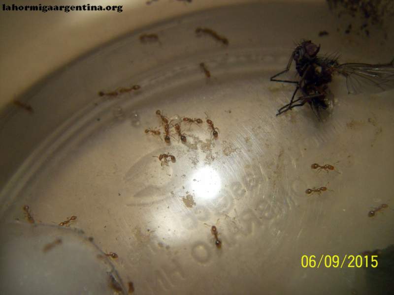 Wasmannia auropunctata_3 (9 Junio 2015)