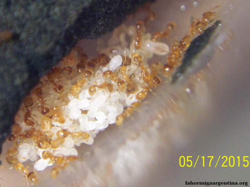 Wasmannia auropunctata_2 (18 Mayo 2015)