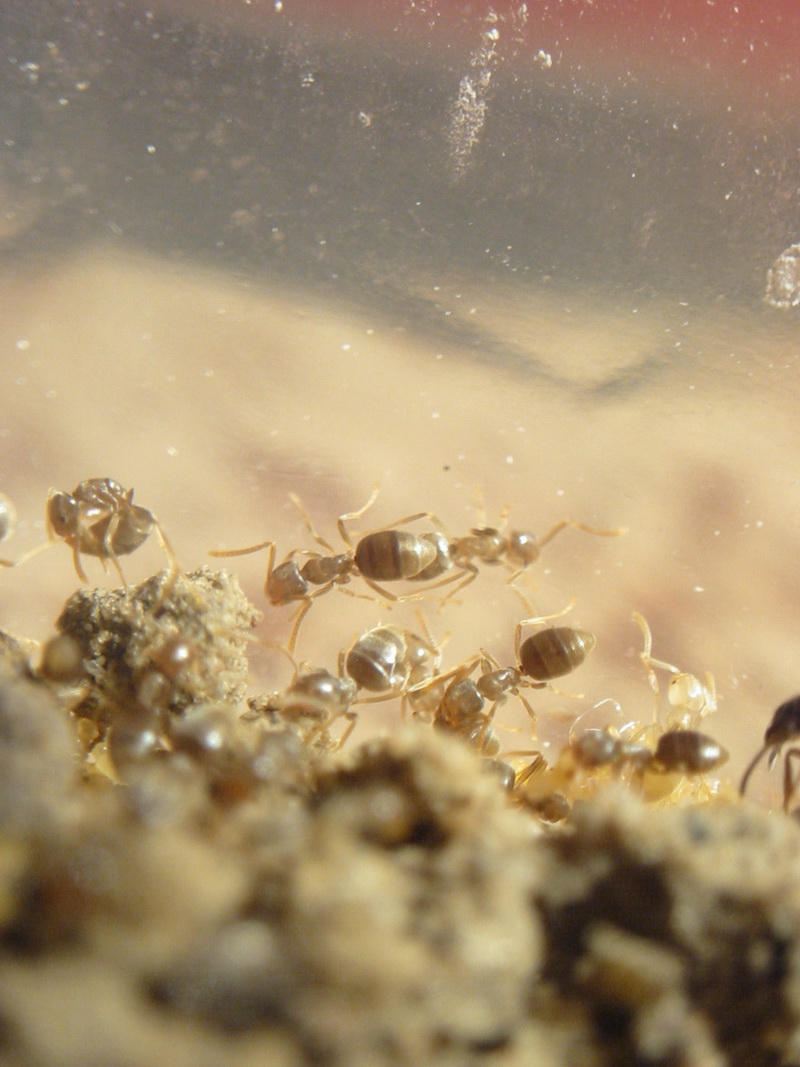 Bothriomyrmex.