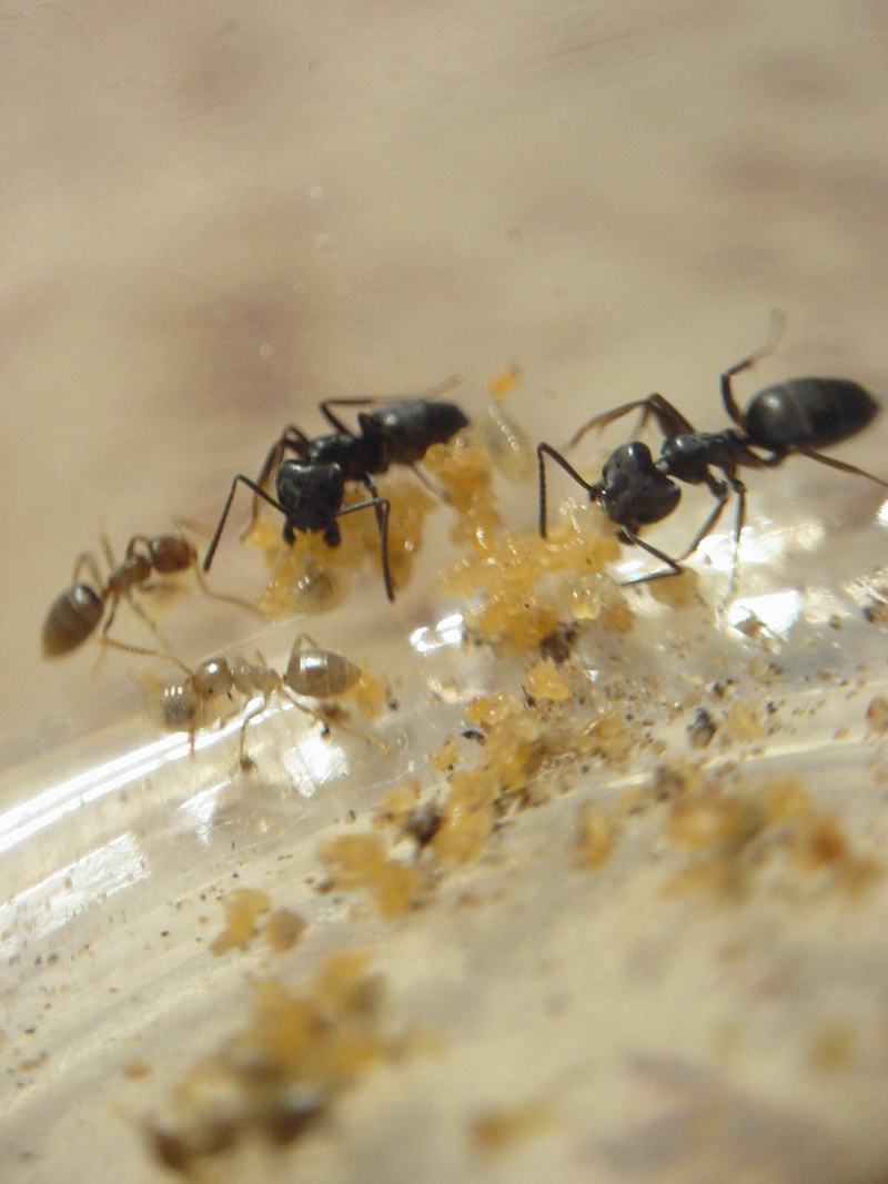 Bothriomyrmex.