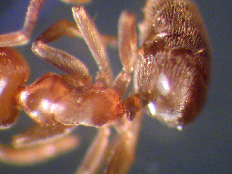 bothriomyrmex