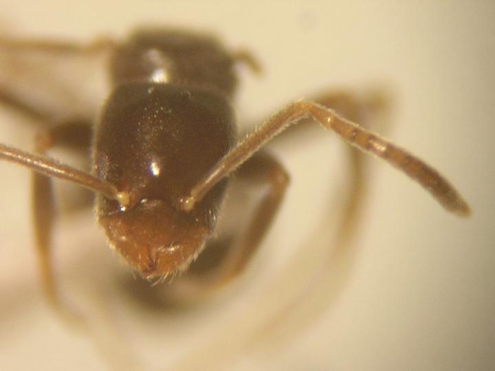 Reina Bothriomyrmex