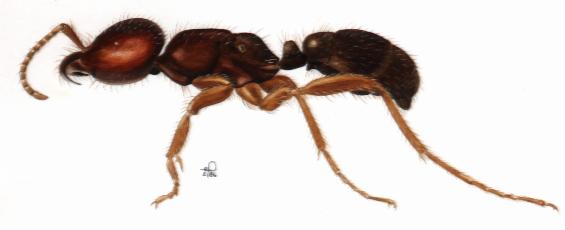 Cheliomyrmex