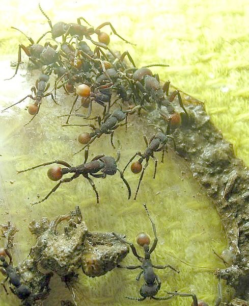 Ecitons sp