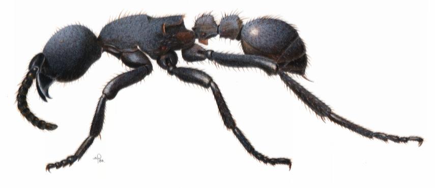 Novamyrmex