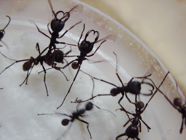 MIs  ecitons  burchelli (MARABUNTAS)