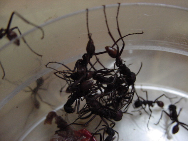 MIs  ecitons  burchelli (MARABUNTAS)