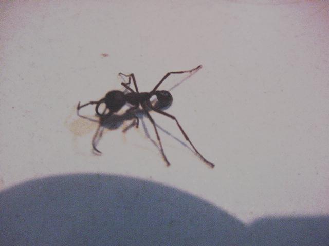 MIs  ecitons  burchelli (MARABUNTAS)