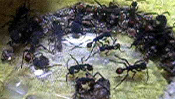 icono del video de zauron sobre laboratorio eciton