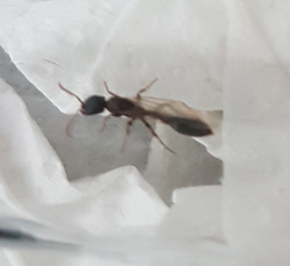 Pseudomyrmex