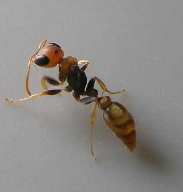 pseudomyrmex