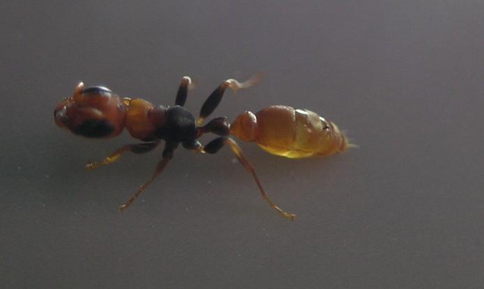 pseudomyrmex