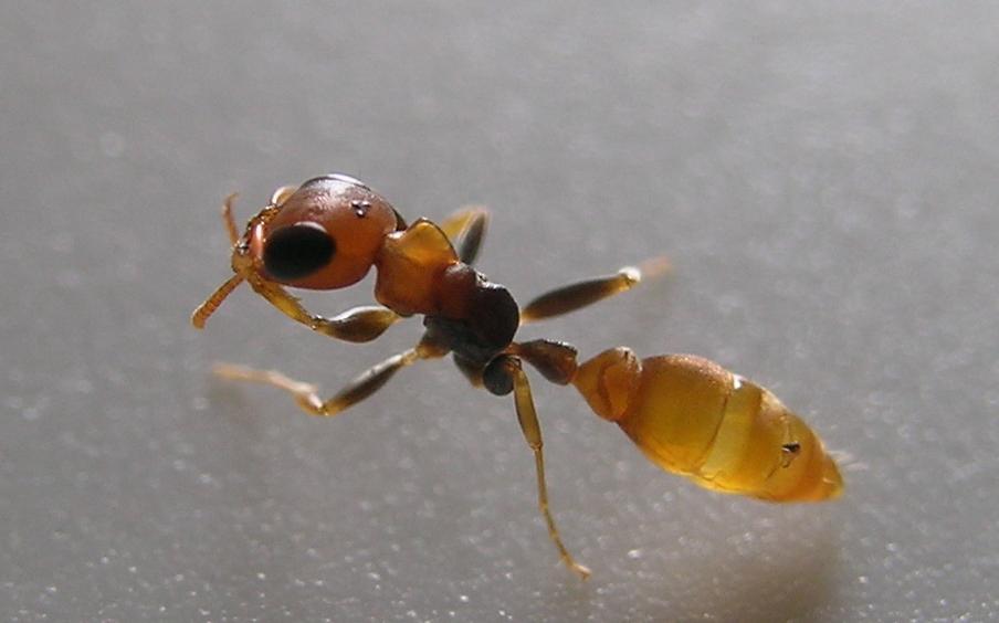 pseudomyrmex