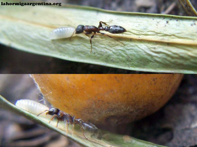 Pseudomyrmex lynceus_1