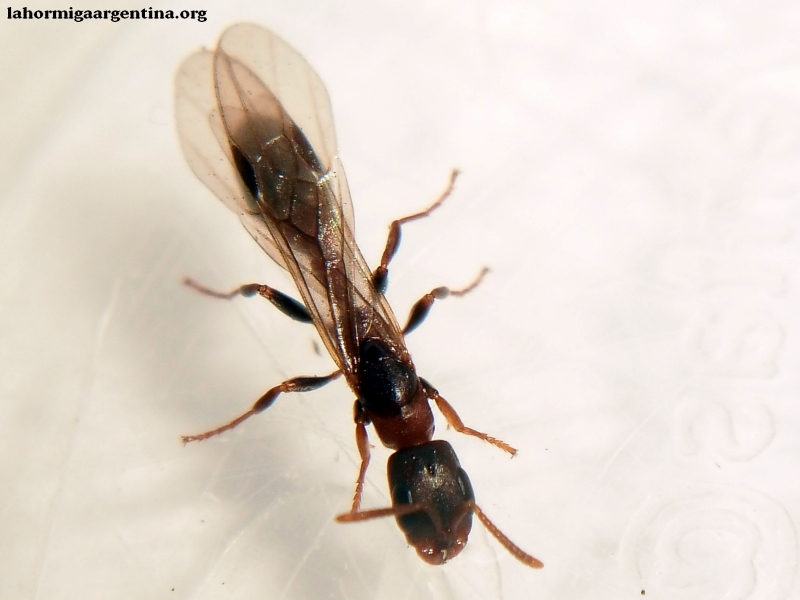 Reina Pseudomyrmex 2
