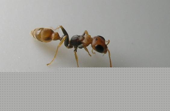 pseudomyrmex  sp