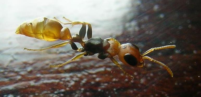 pseudomyrmex  sp