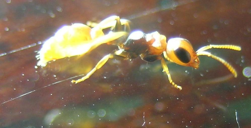 pseudomyrmex  sp